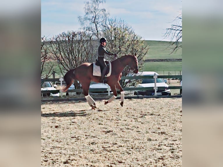 Oldenburgo Semental 4 años 173 cm Alazán in Moorenweis
