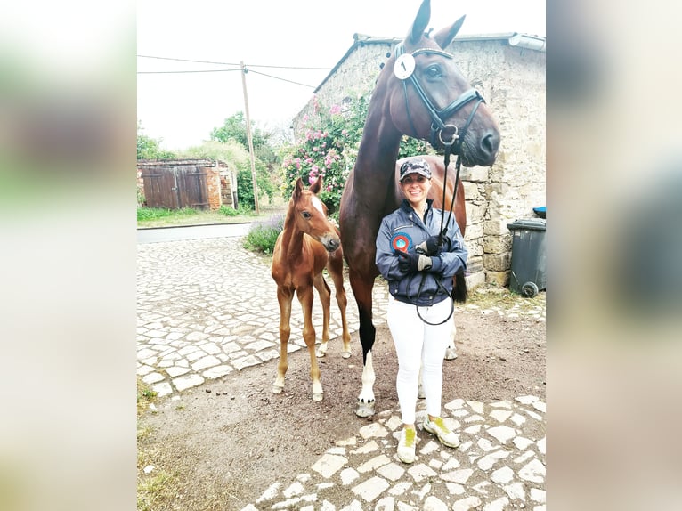 Oldenburgo Semental 4 años 173 cm Alazán in Moorenweis