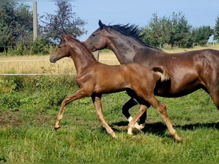 Oldenburgo Semental 4 años 173 cm Alazán in Moorenweis
