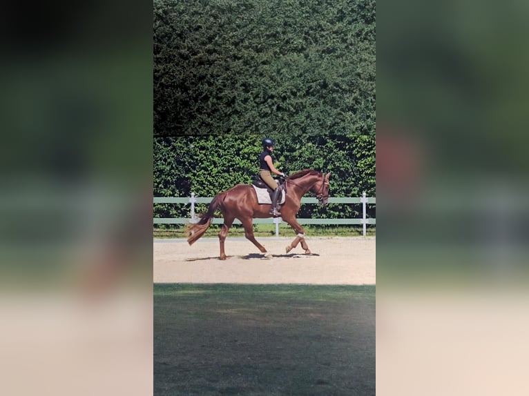 Oldenburgo Semental 4 años 175 cm Alazán in Egenhofen