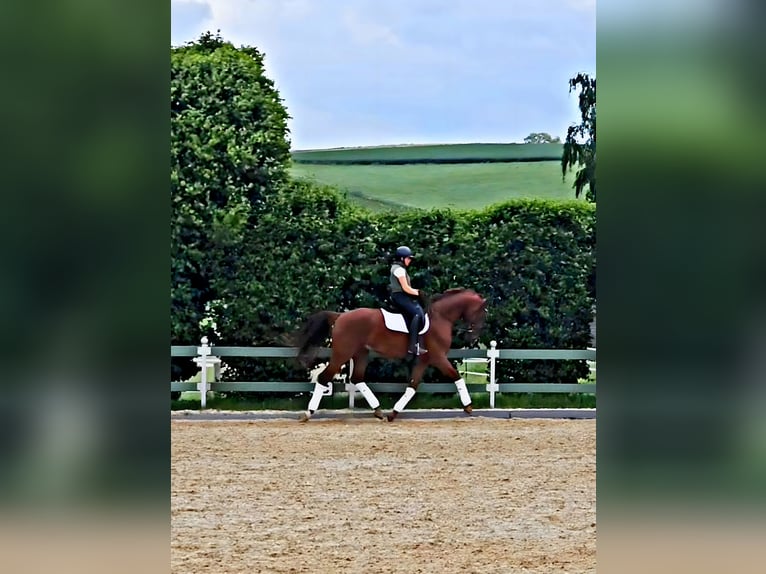 Oldenburgo Semental 4 años 175 cm Alazán in Egenhofen