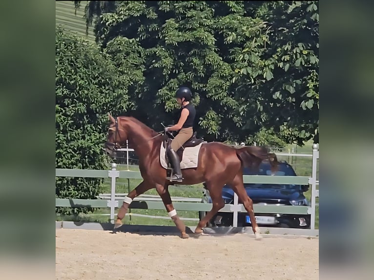 Oldenburgo Semental 4 años 175 cm Alazán in Egenhofen