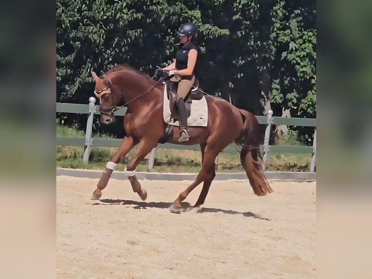 Oldenburgo Semental 4 años 175 cm Alazán in Egenhofen