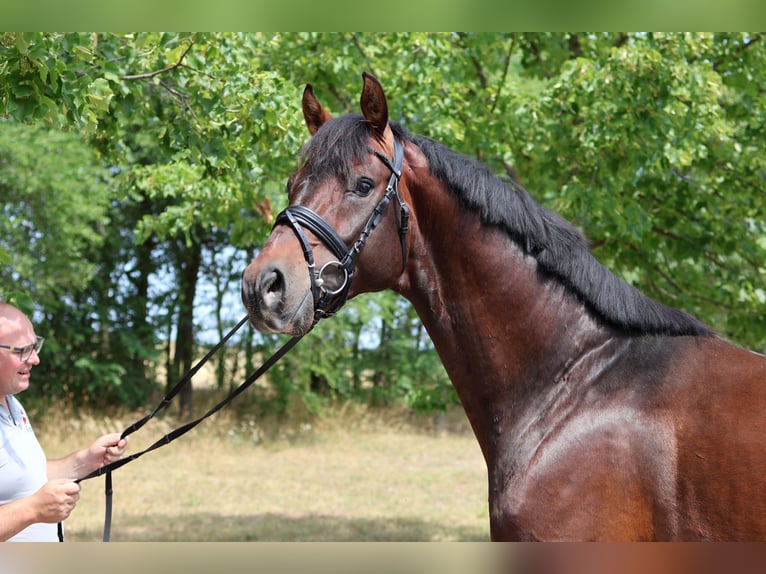 Oldenburgo Semental 5 años 169 cm Castaño oscuro in GROTE-BROGEL