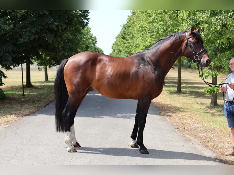 Oldenburgo Semental 5 años 169 cm Castaño oscuro in GROTE-BROGEL