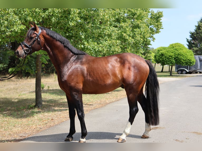 Oldenburgo Semental 5 años 169 cm Castaño oscuro in GROTE-BROGEL