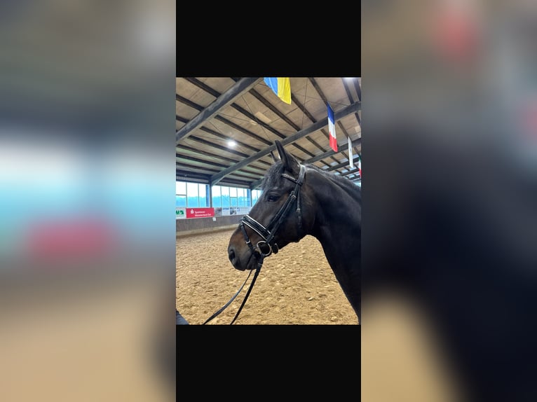 Oldenburgo Semental 5 años 170 cm Castaño in Münster