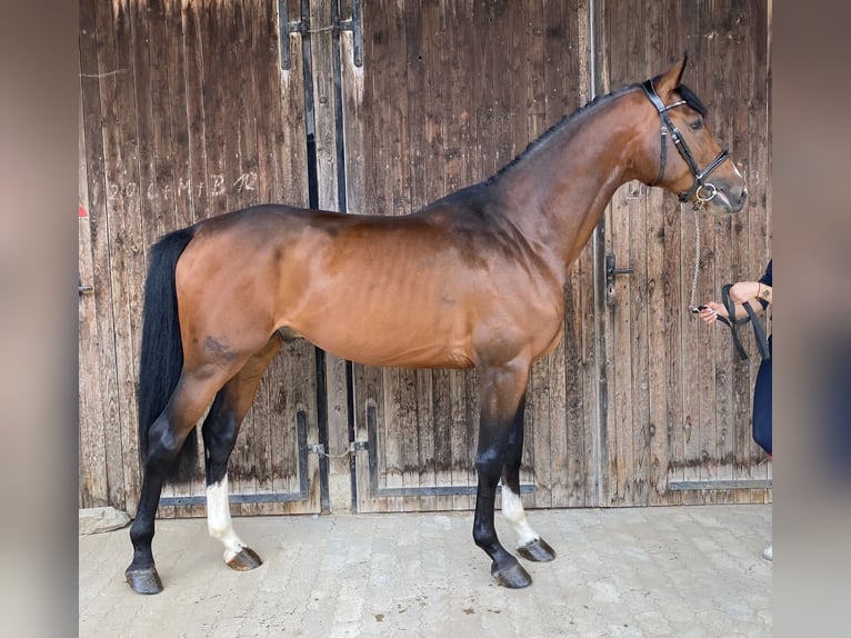 Oldenburgo Semental 5 años 171 cm Castaño in Traunreut