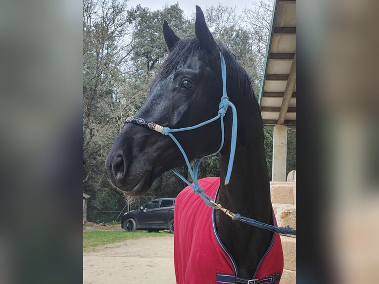 Oldenburgo Semental 5 años 180 cm Negro in Girona