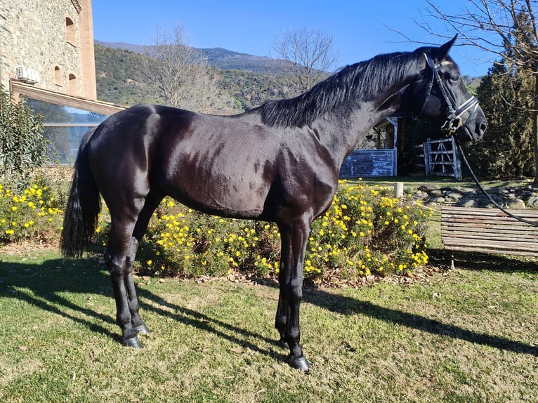 Oldenburgo Semental 5 años 180 cm Negro in Girona