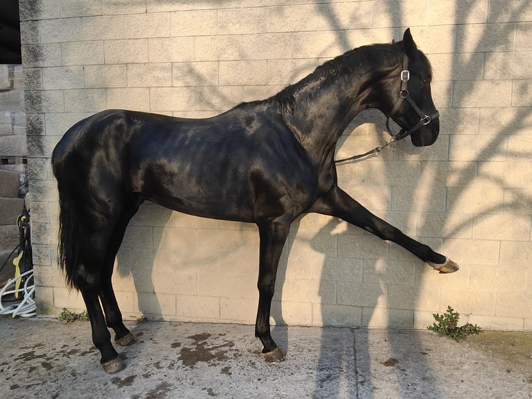 Oldenburgo Semental 5 años 180 cm Negro in Girona