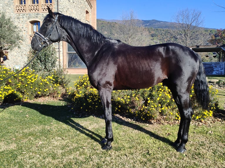 Oldenburgo Semental 5 años 180 cm Negro in Girona