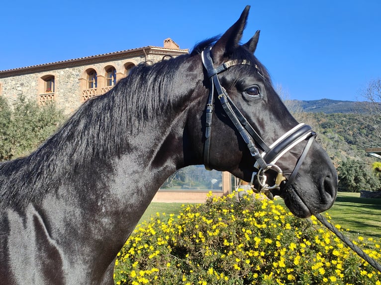 Oldenburgo Semental 5 años 180 cm Negro in Girona