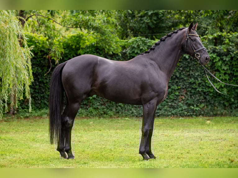 Oldenburgo Semental 6 años 166 cm Negro in Debrecen
