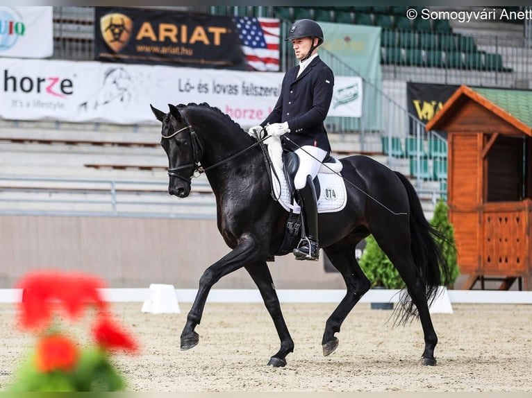 Oldenburgo Semental 6 años 166 cm Negro in Debrecen