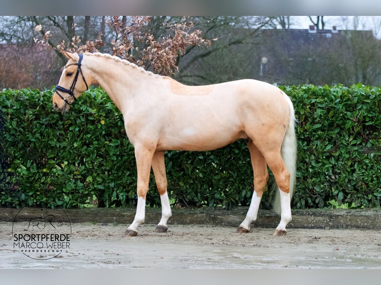 Oldenburgo Semental 6 años 172 cm Palomino in Brest