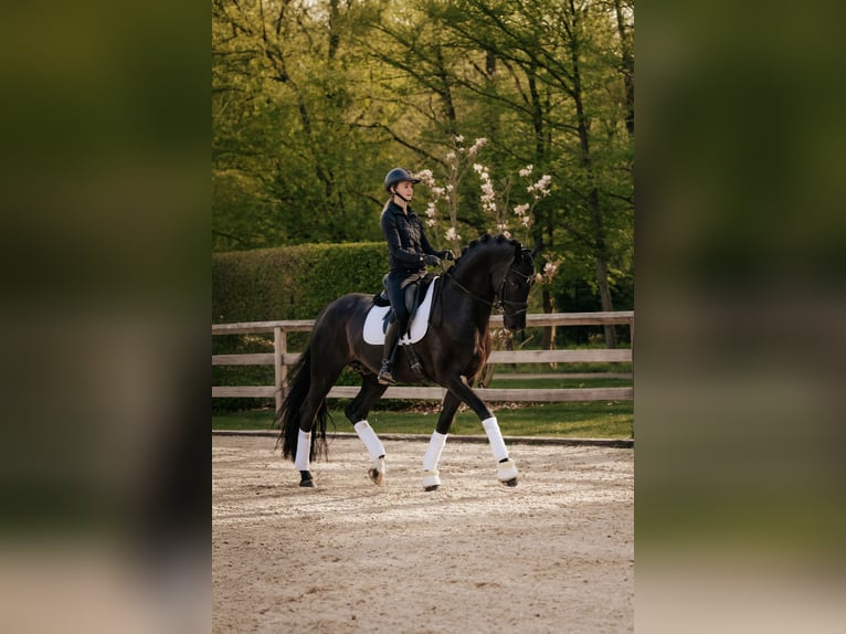 Oldenburgo Semental 6 años 174 cm Negro in Dreieich