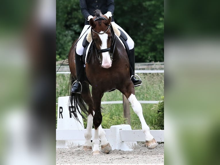 Oldenburgo Semental 8 años 174 cm Alazán-tostado in Unna