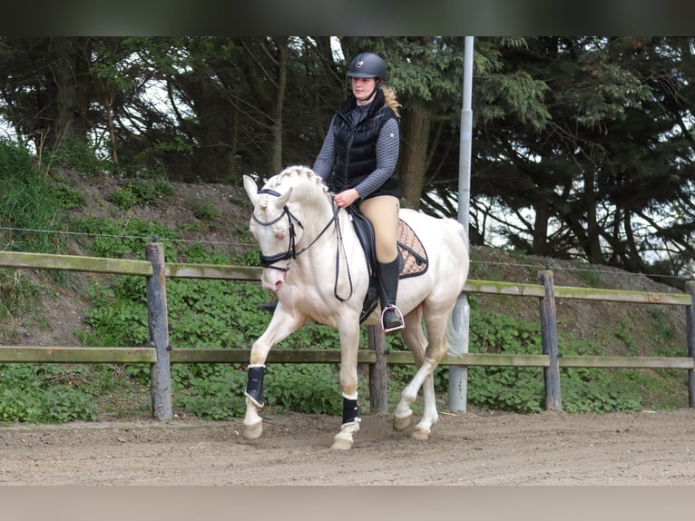 Oldenburgo Semental Cremello in Tholen