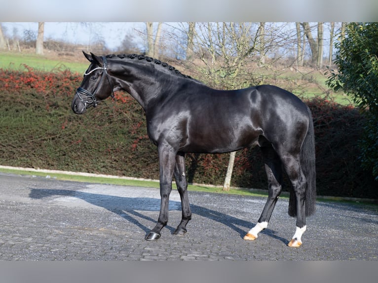 Oldenburgo Semental Negro in Ostercappeln