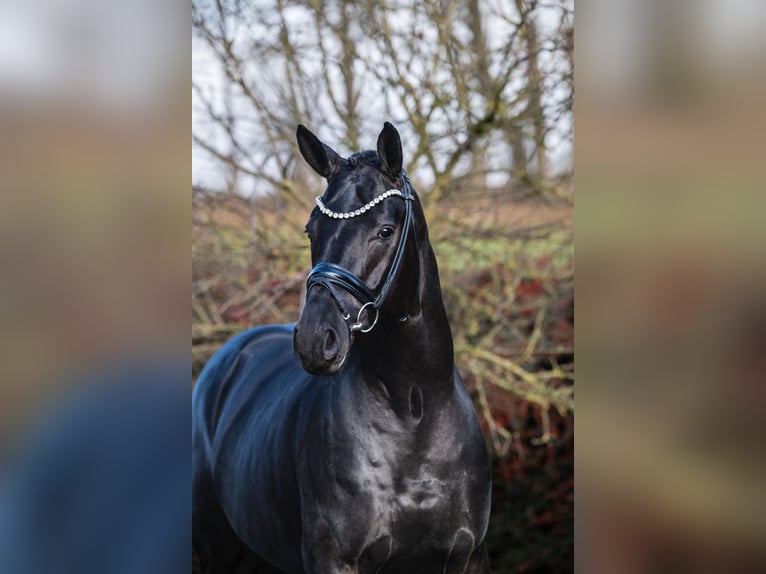 Oldenburgo Semental Negro in Ostercappeln