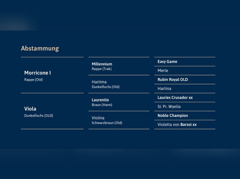 Oldenburgo Semental Negro in Ostercappeln