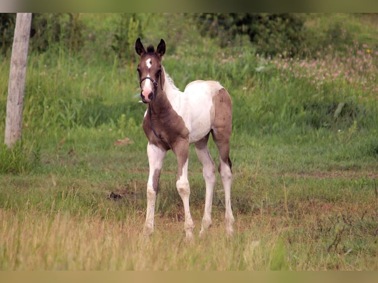 Oldenburgo Semental Potro (01/2026) 163 cm Pío in Kipling sask