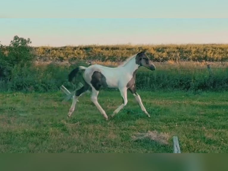 Oldenburgo Semental Potro (01/2026) 163 cm Pío in Kipling sask