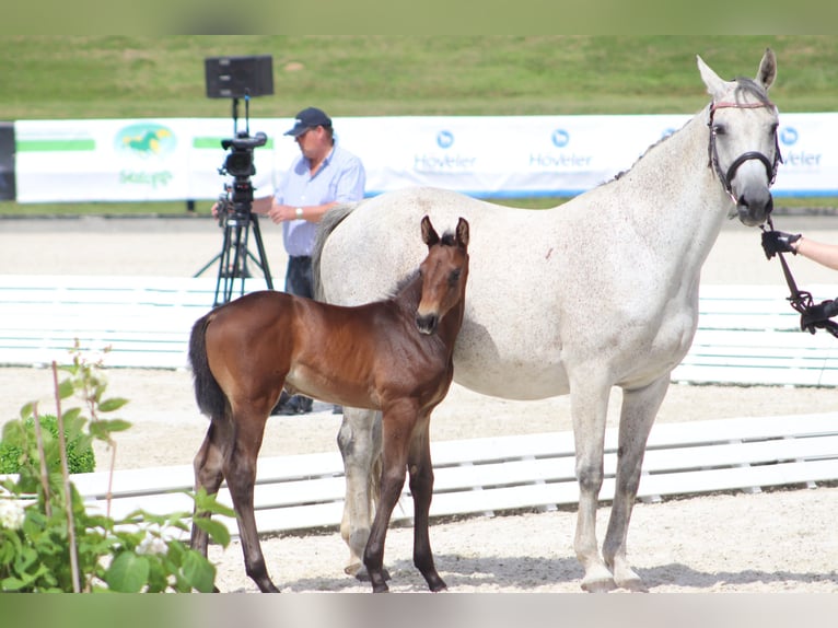 Oldenburgo Semental Potro (06/2024) 165 cm Musgo in Ludwigsfelde