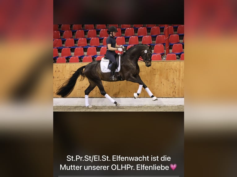 Oldenburgo Semental Potro (05/2026) 166 cm Negro in Helmsdorf