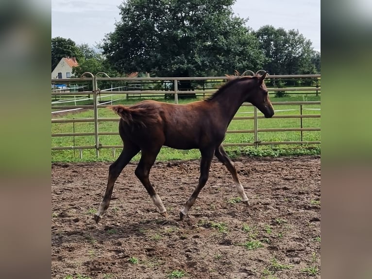 Oldenburgo Semental Potro (04/2024) 168 cm Musgo in Eydelstedt