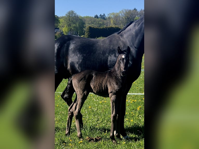 Oldenburgo Semental Potro (04/2026) 169 cm Negro in Westerstede