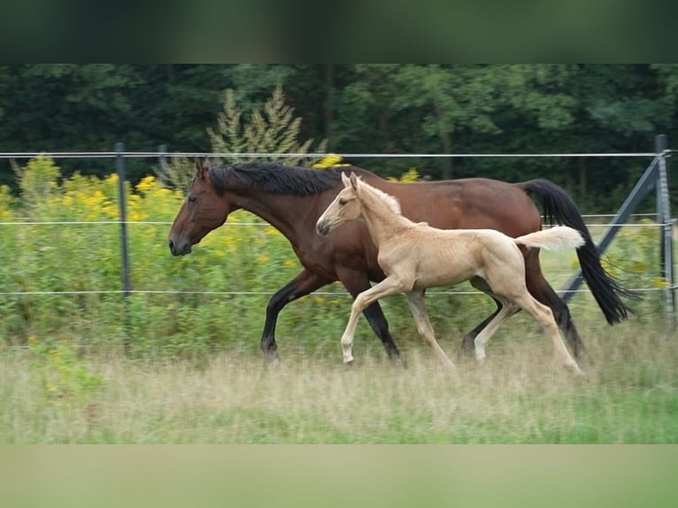 Oldenburgo Semental Potro (07/2026) 169 cm Palomino in Lubsza