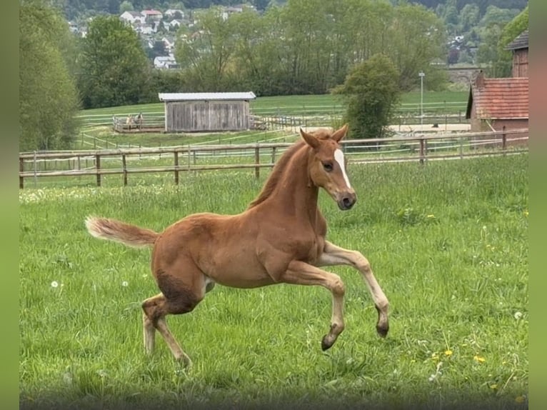 Oldenburgo Semental Potro (03/2026) 170 cm Alazán in Zierenberg