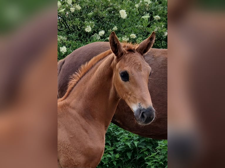 Oldenburgo Semental  170 cm Alazán-tostado in Bad Zwischenahn