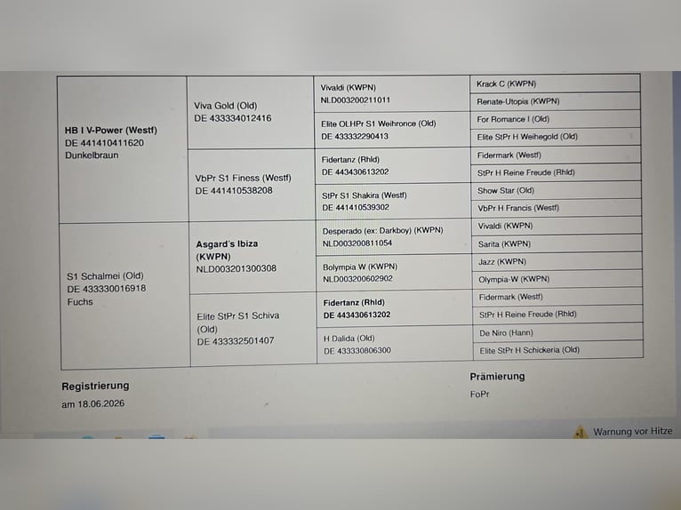Oldenburgo Semental Potro (05/2026) 170 cm Alazán-tostado in Löningen