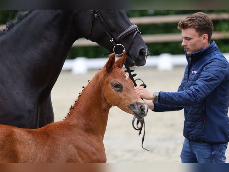Oldenburgo Semental  170 cm Alazán-tostado in Vechta