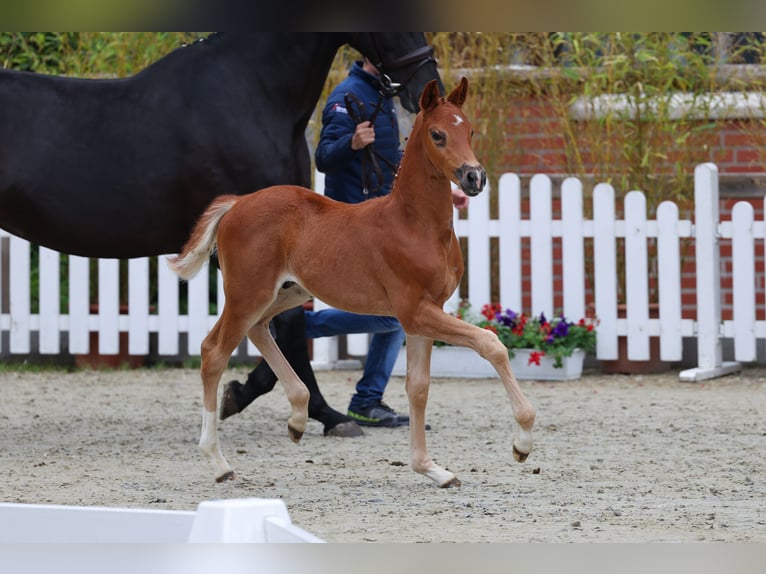Oldenburgo Semental  170 cm Alazán-tostado in Vechta