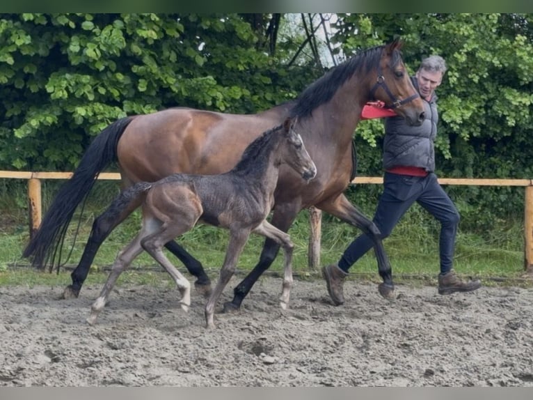 Oldenburgo Semental Potro (05/2026) 170 cm  in Hanerau-Hademarschen