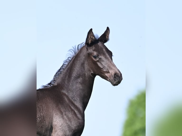 Oldenburgo Semental Potro (05/2026) 170 cm Negro in Reichenwalde