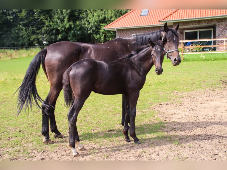 Oldenburgo Semental Potro (03/2025) 170 cm Negro in Visbek