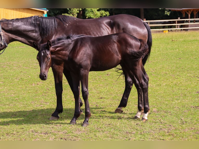 Oldenburgo Semental Potro (03/2025) 170 cm Negro in Visbek