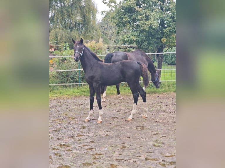 Oldenburgo Semental Potro (04/2025) 170 cm Negro in Gro&#xDF;efehn Bagband