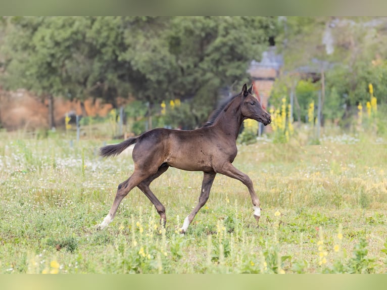Oldenburgo Semental Potro (03/2025) 172 cm Negro in Alt Krenzlin