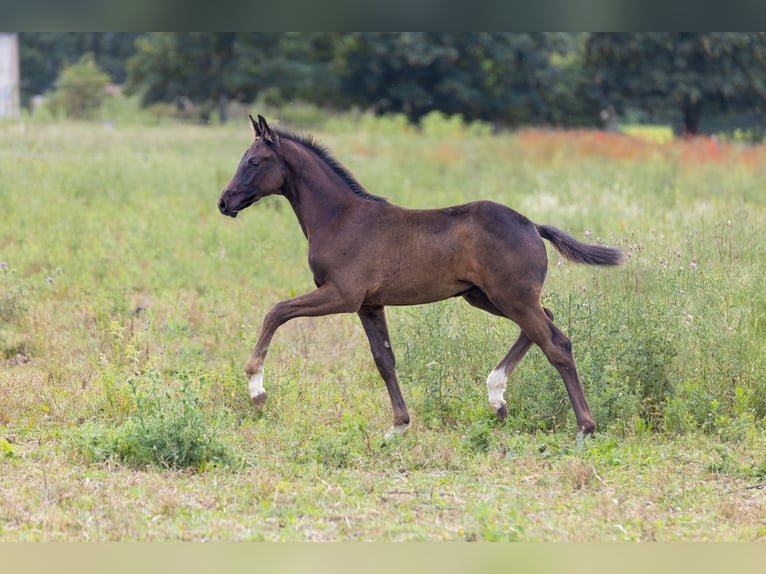 Oldenburgo Semental Potro (03/2025) 172 cm Negro in Alt Krenzlin