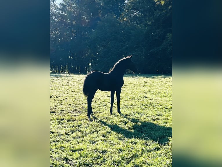 Oldenburgo Semental Potro (05/2025) 172 cm Negro in Lahr/Schwarzwald