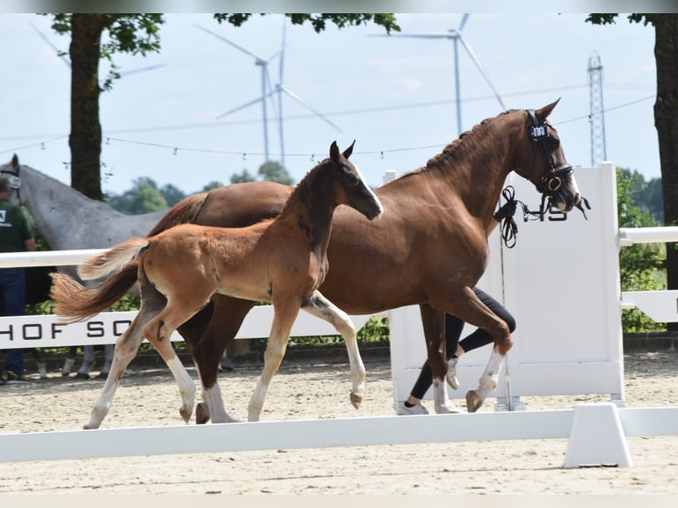 Oldenburgo Semental Potro (05/2026) 173 cm Alazán-tostado in Westerstede