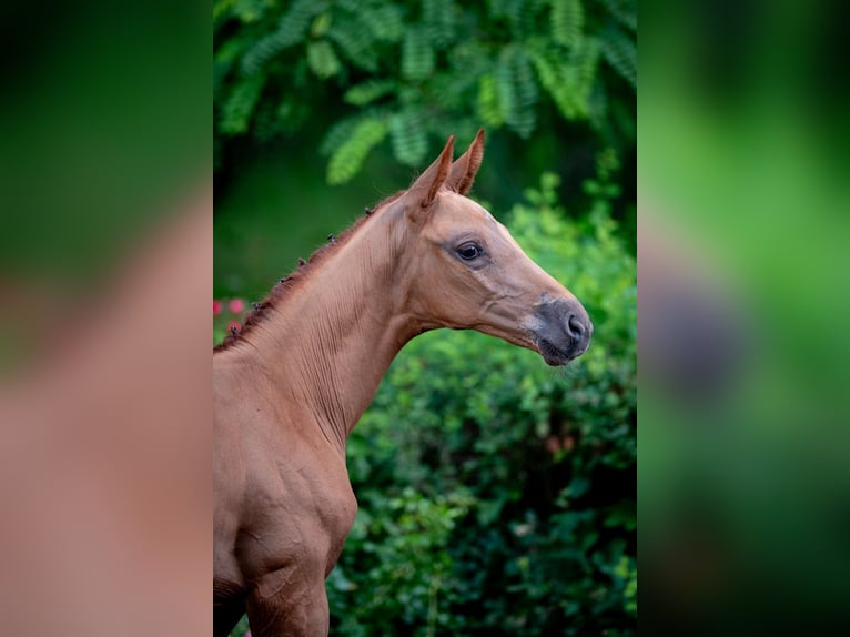 Oldenburgo Semental Potro (05/2026) 174 cm Alazán in Ruda Śląska