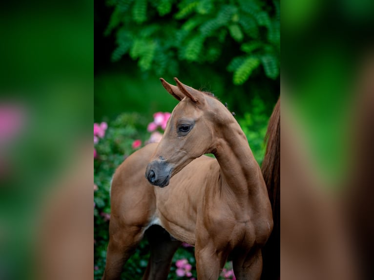 Oldenburgo Semental Potro (05/2026) 174 cm Alazán in Ruda Śląska