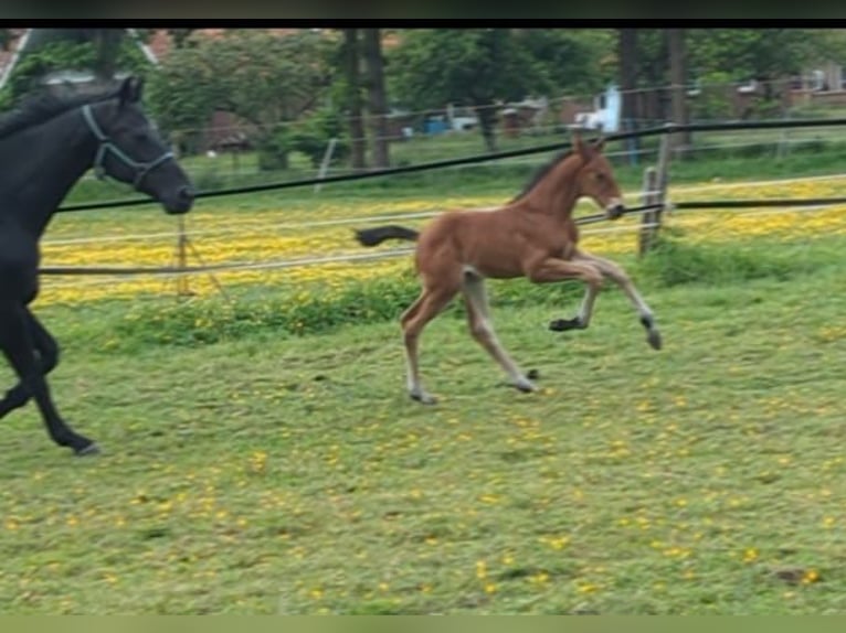 Oldenburgo Semental  175 cm Castaño in Westerstede